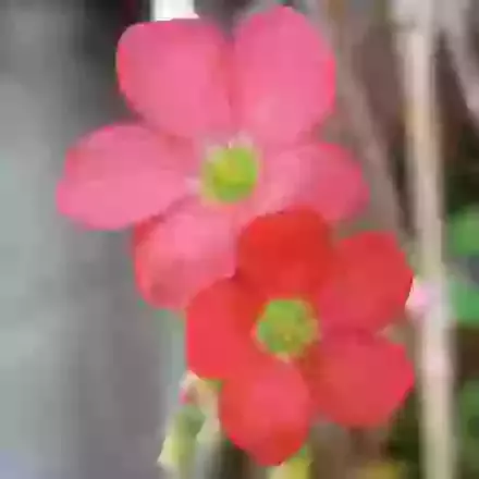 Oxalis